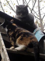 3156_tanka_oshota_sm